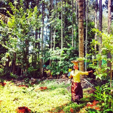 Planting trees